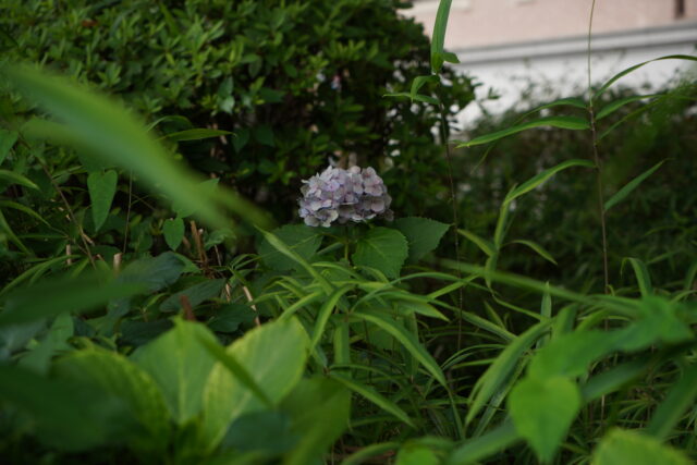 草木に囲まれた薄紫色の紫陽花にピントを合わせ、前景と背景をやわらかくぼかして立体感を表現した写真