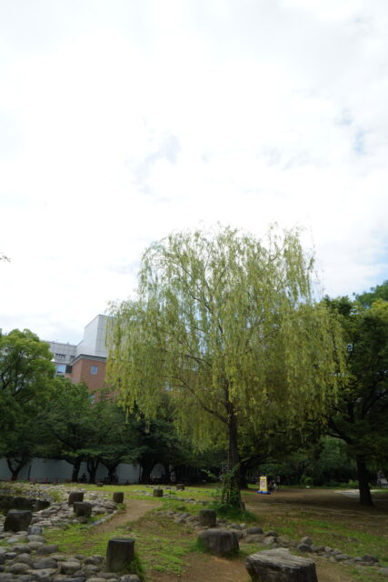 広角で撮影した公園の風景。中央に大きな柳の木を配置し、広い空と園内の緑豊かな景色を自然な遠近感で写した写真